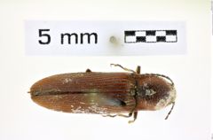 Foto (Dorsalansicht) von Acroniopus grandis (Redtenbacher, 1868) (NHMW-ZOO-COL-0008404)